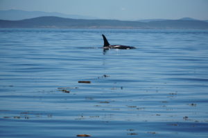 Read more about the article Did we get to see Orcas?